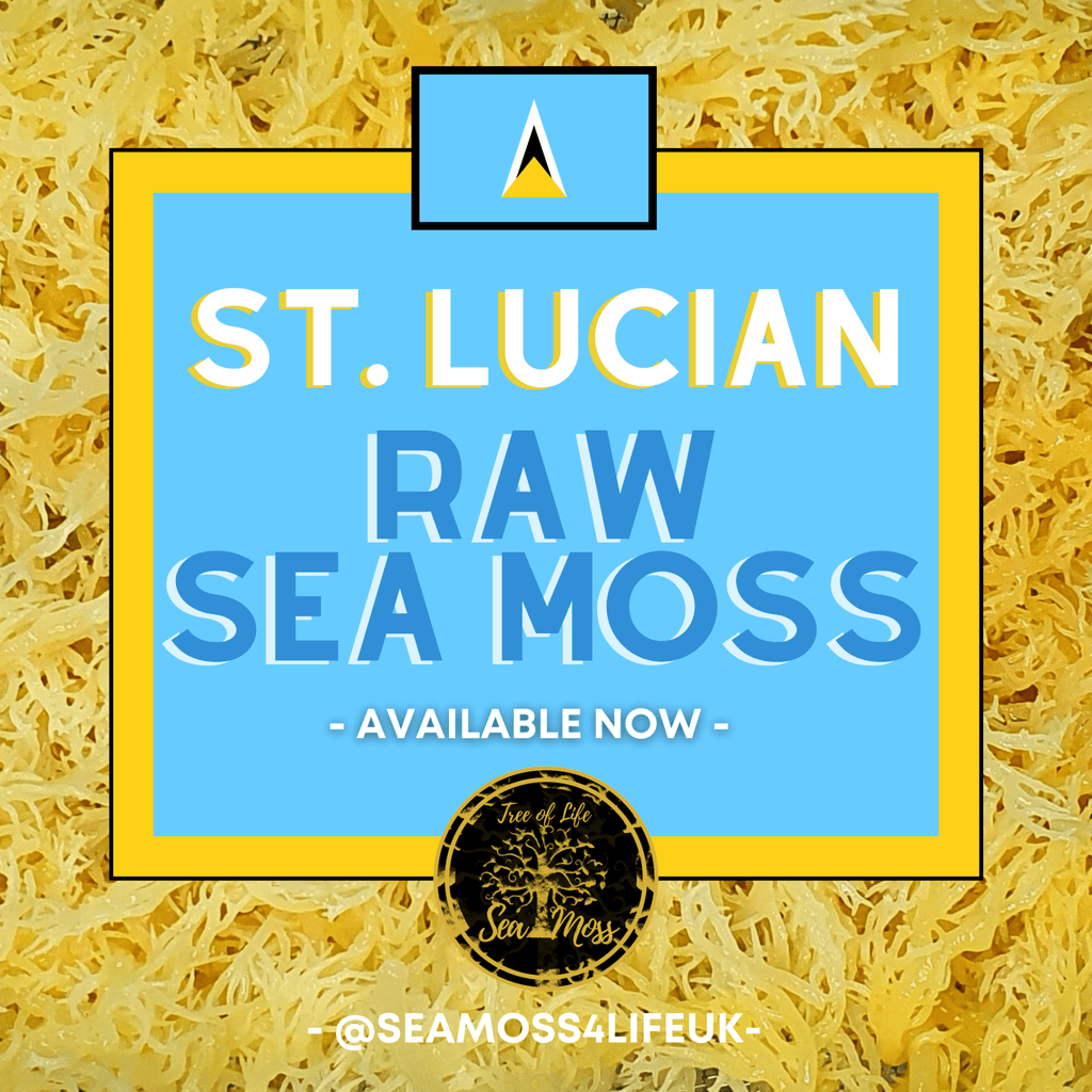 St. Lucian Raw Sea Moss - 100g - Tree of Life Sea Moss & Shea Butters