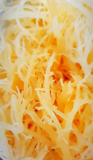 "The Green Goddess" Gel - Tree of Life Sea Moss & Shea Butters